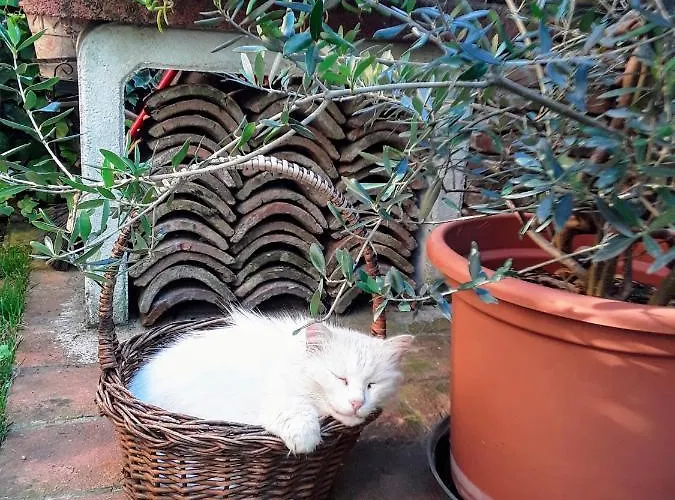 Bed and breakfast La Rosa Gialla