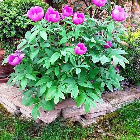Oda ve Kahvaltı La Rosa Gialla
