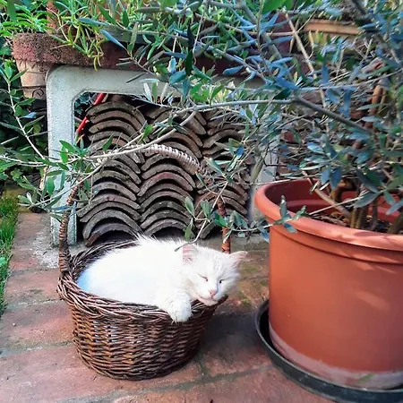 Oda ve Kahvaltı La Rosa Gialla