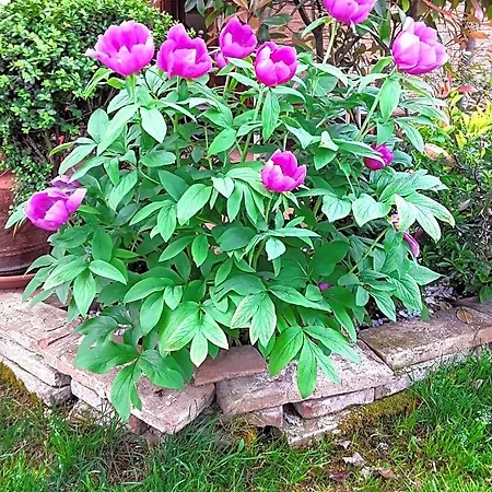 La Rosa Gialla فندق مبيت وإفطار