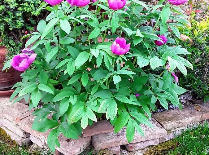 Nocleg ze śniadaniem La Rosa Gialla